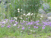 Filename=KolomokiWildFlowers.jpg
Filesize=282KB
Dimensions=550x413
Date added=May 13, 2010 KolomokiWildFlowers.jpg