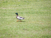 Filename=MallardDuck.jpg
Filesize=268KB
Dimensions=550x413
Date added=May 13, 2010 MallardDuck.jpg