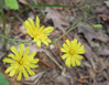 Filename=WildFlowers1.jpg
Filesize=181KB
Dimensions=550x426
Date added=May 13, 2010 WildFlowers1.jpg