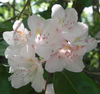 WildFlowers2.jpg
