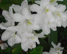 WildFlowers3.jpg