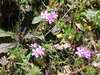 Filename=Wildflowers.jpg
Filesize=339KB
Dimensions=550x413
Date added=May 13, 2010 Wildflowers.jpg