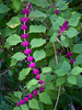 Filename=berries.png
Filesize=590KB
Dimensions=450x600
Date added=Mar 03, 2010 berries.png