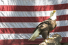 Filename=woundedbaldeagle.png
Filesize=1180KB
Dimensions=600x400
Date added=Mar 14, 2010 woundedbaldeagle.png