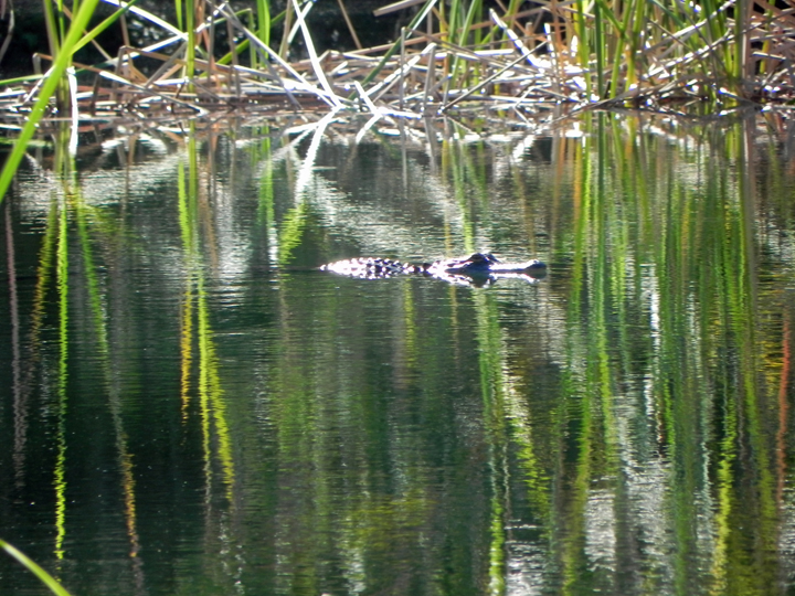 An alligator in the pond behind our campsite!